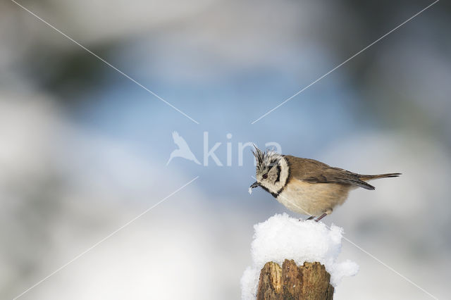 Kuifmees (Parus cristatus)