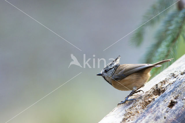 Kuifmees (Parus cristatus)