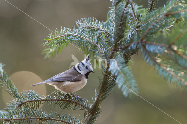 Kuifmees (Parus cristatus)