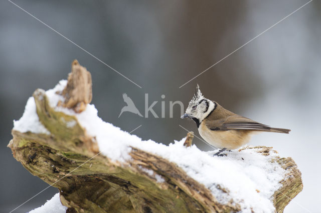 Kuifmees (Parus cristatus)