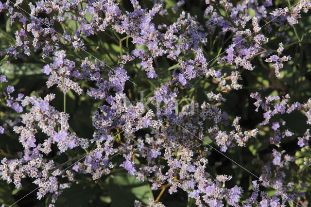 Lamsoor (Limonium vulgare)