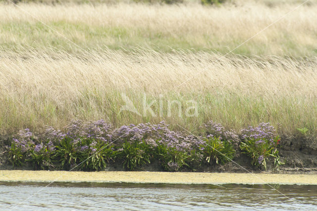 Common Sea Lavender (Limonium vulgare)