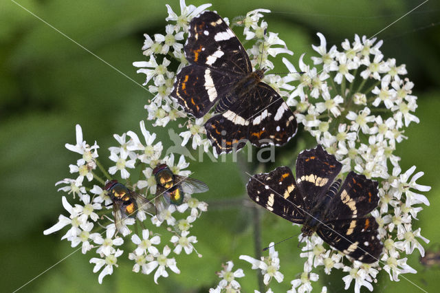 Landkaartje (Araschnia levana)