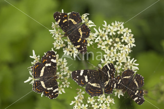 Landkaartje (Araschnia levana)