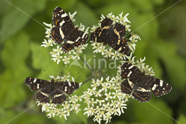 Map Butterfly (Araschnia levana)