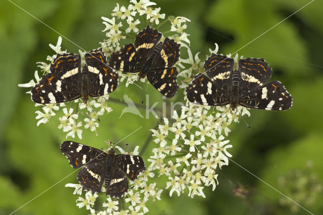 Landkaartje (Araschnia levana)