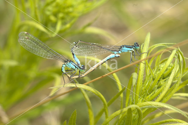 Blue-tailed Damselfly (Ischnura elegans)