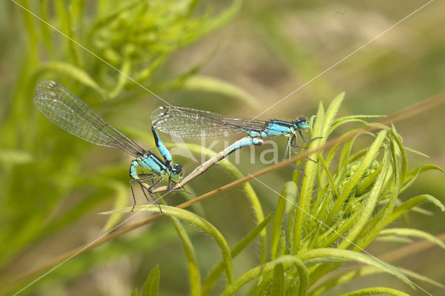 Blue-tailed Damselfly (Ischnura elegans)