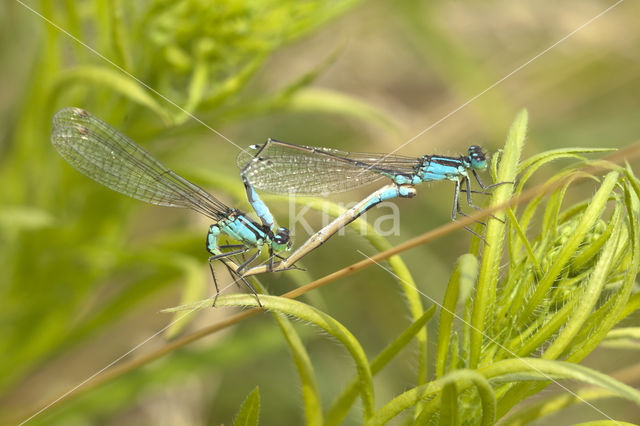 Blue-tailed Damselfly (Ischnura elegans)