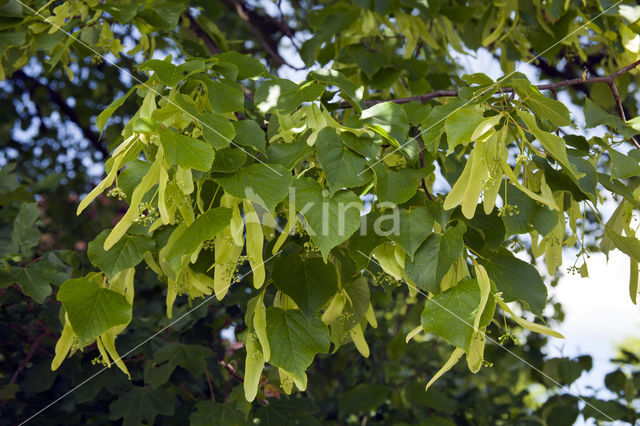 Lime (Tilia)