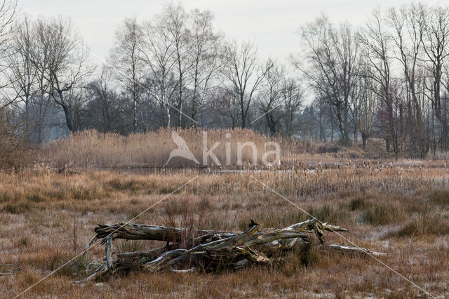 Bulrush (Typha)