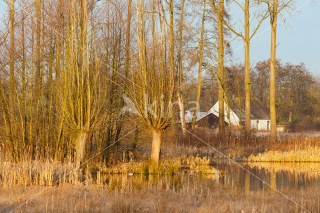 Lisdodde (Typha)