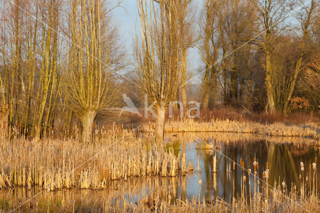 Bulrush (Typha)