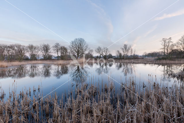 Bulrush (Typha)