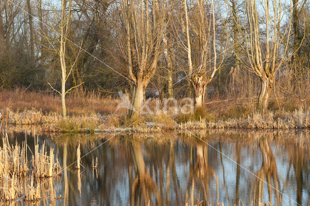 Bulrush (Typha)