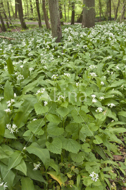 Garlic Mustard