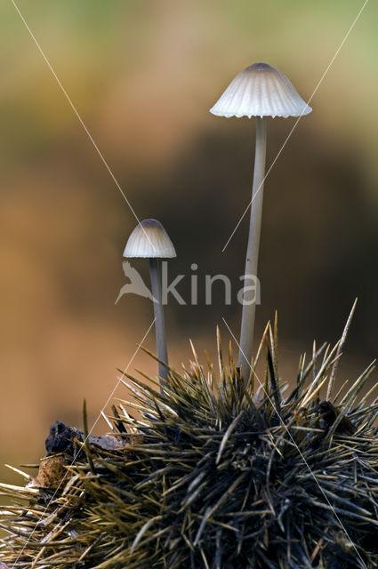 Melksteelmycena (Mycena galopus)