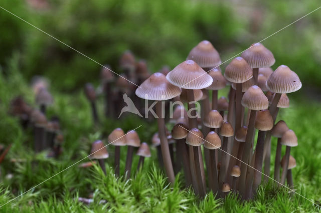 milking bonnet (Mycena galopus)