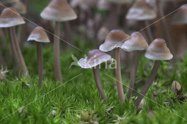 Melksteelmycena (Mycena galopus)