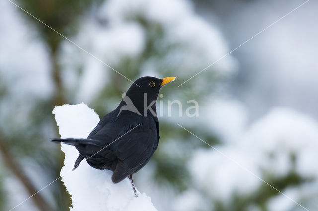 Eurasian Blackbird (Turdus merula)
