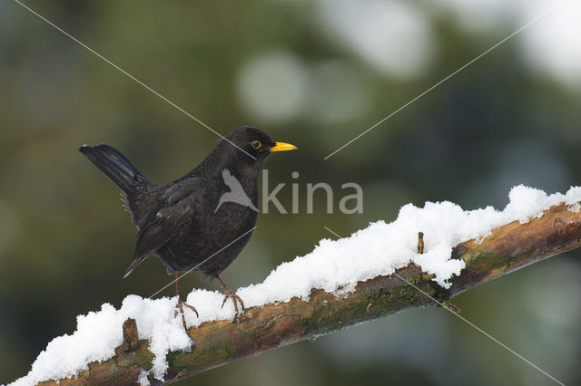 Eurasian Blackbird (Turdus merula)