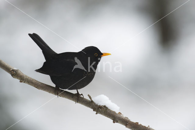 Merel (Turdus merula)