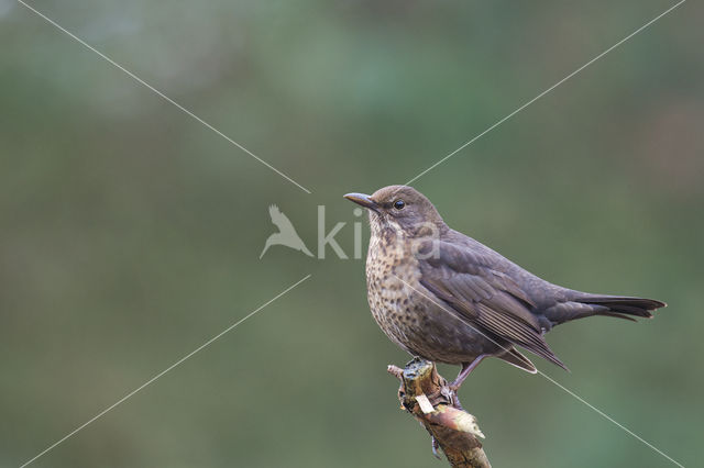 Merel (Turdus merula)