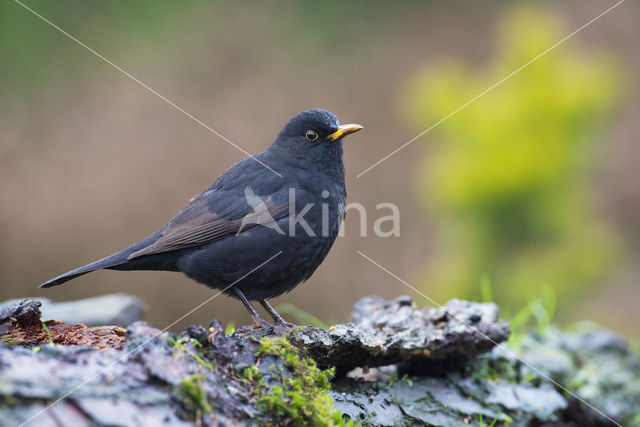 Eurasian Blackbird (Turdus merula)