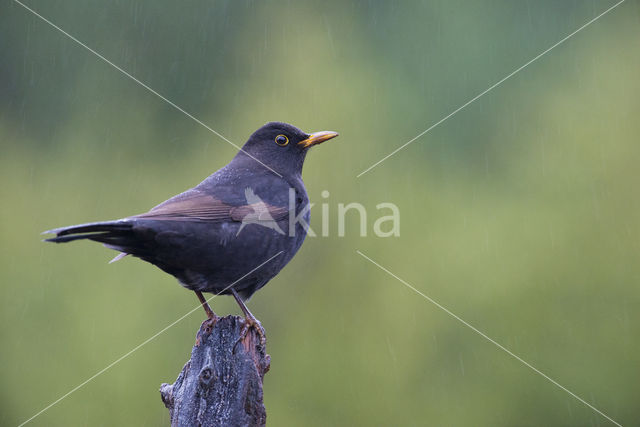 Eurasian Blackbird (Turdus merula)