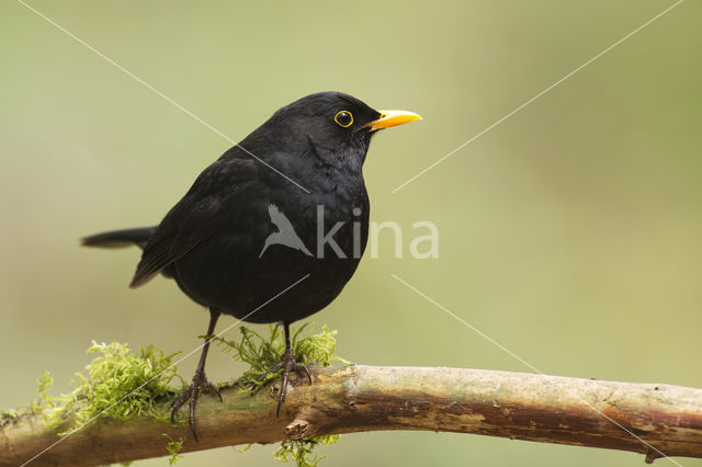 Merel (Turdus merula)
