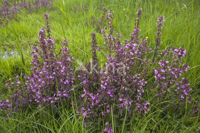 Moeraskartelblad (Pedicularis palustris)