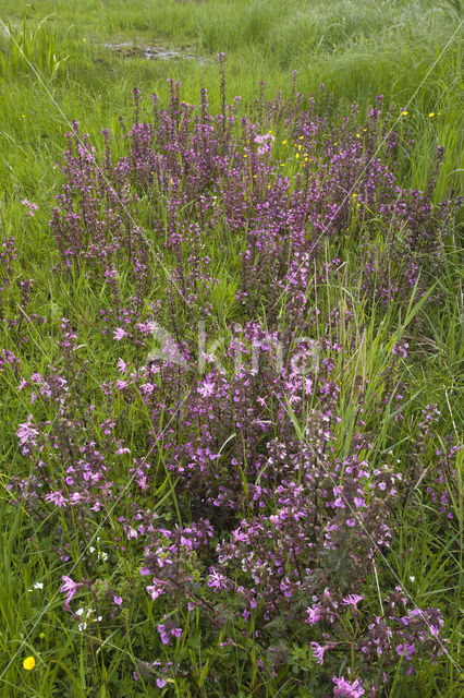 Moeraskartelblad (Pedicularis palustris)