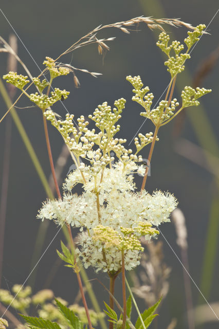 Moerasspirea (Filipendula ulmaria)