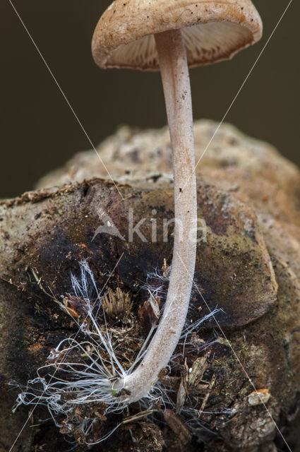 Muizenstaartzwam (Baeospora myosura)