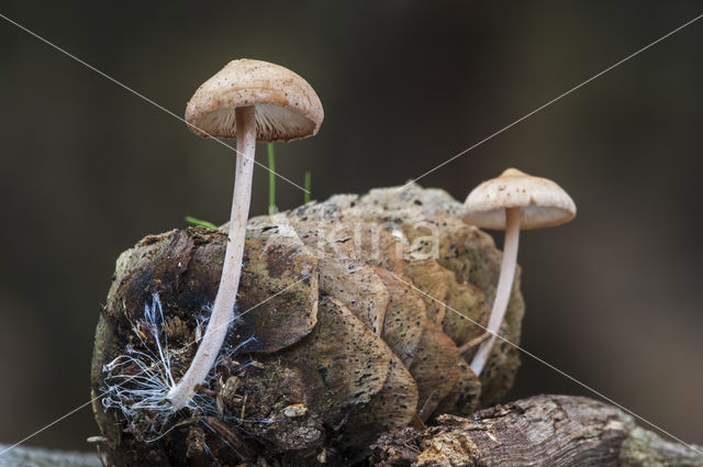 Conifercone Cap (Baeospora myosura)