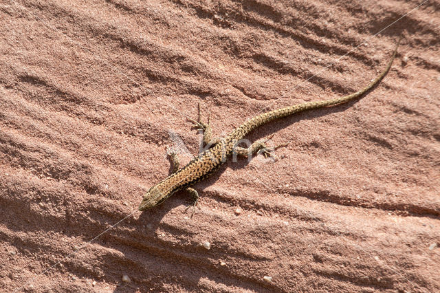 Wall Lizard (Podarcis muralis)