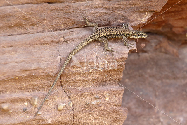 Wall Lizard (Podarcis muralis)