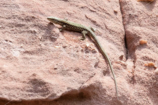 Wall Lizard (Podarcis muralis)