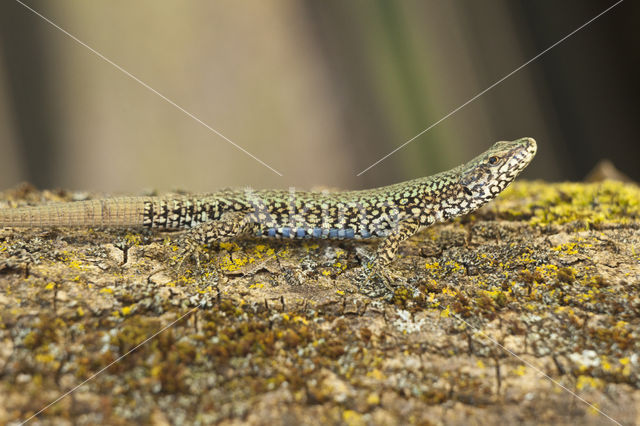 Wall Lizard (Podarcis muralis)