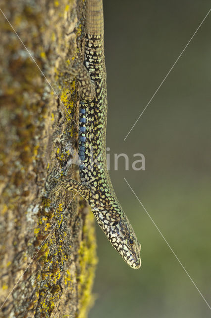 Wall Lizard (Podarcis muralis)