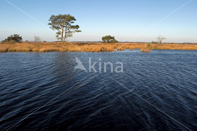 National Park Dwingelderveld