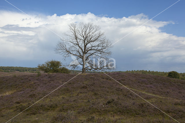 National Park Veluwezoom