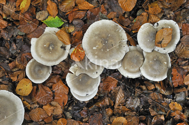 Nevelzwam (Clitocybe nebularis)