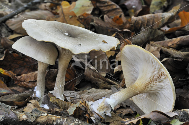 Clouded Funnel