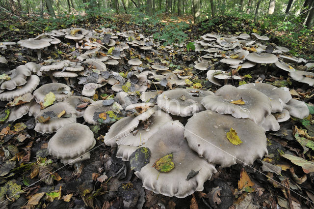 Nevelzwam (Clitocybe nebularis)