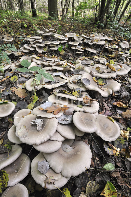 Nevelzwam (Clitocybe nebularis)