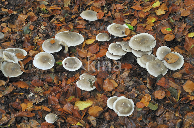 Nevelzwam (Clitocybe nebularis)