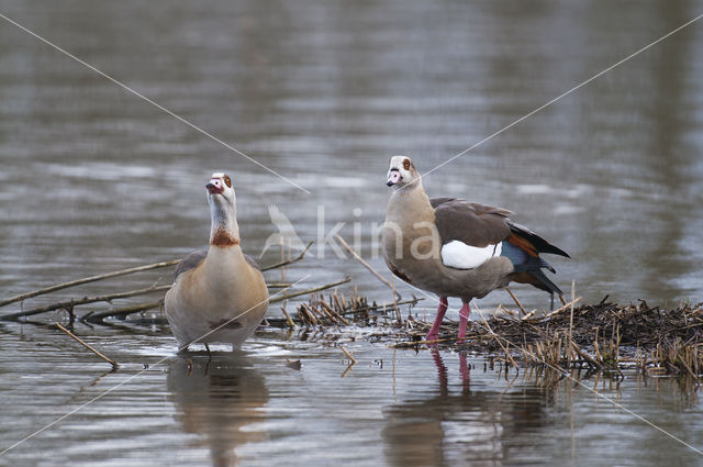 Egyptian Goose (Alopochen aegyptiaca)