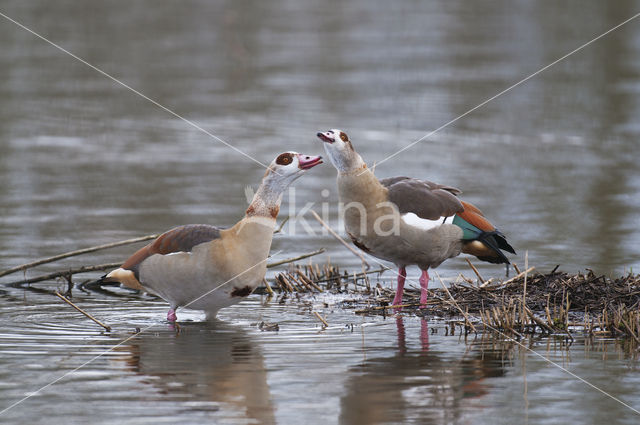 Egyptian Goose (Alopochen aegyptiaca)