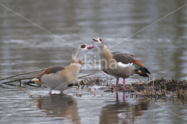 Nijlgans (Alopochen aegyptiaca)